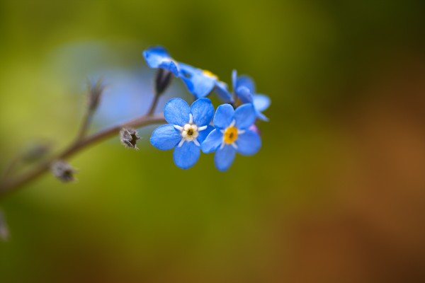 Forget Me Not by Joy Watson